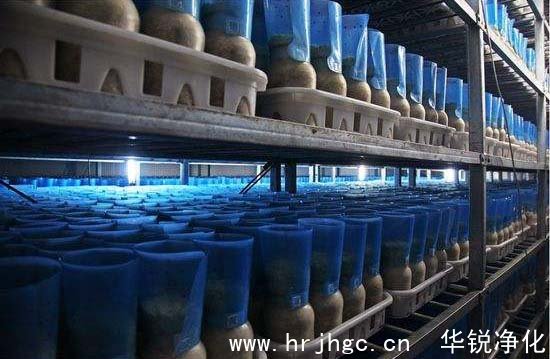 小型食用菌工廠化