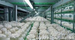金針菇工廠化設(shè)計生產(chǎn)