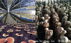 食用菌廠房設(shè)計(jì)_食用菌工廠化設(shè)計(jì)_食用菌培育工