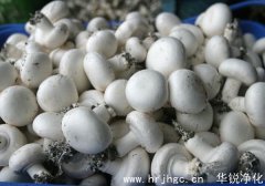 食用菌工廠化常見菌種選擇方案