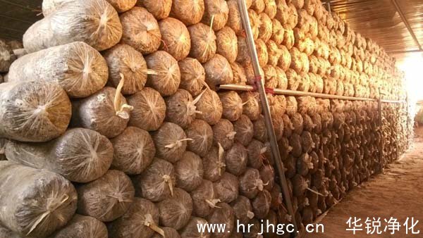 食用菌工廠化