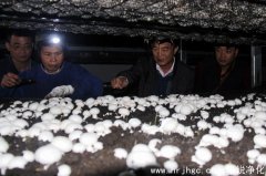 食用菌工廠培養室